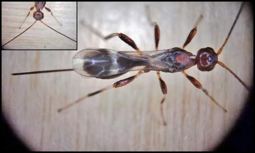Spathius erythrocephalus